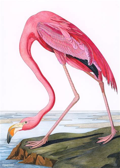 Jul 16, 2018 · click the flamingocoloring pages to view printable version or color it online (compatible with ipad and android tablets). Pink Flamingo from Birds of America (1827) by John James ...