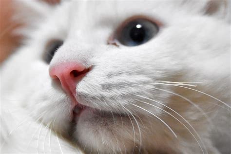 Cat Swollen Bottom Lip Appearance Causes And Treatment