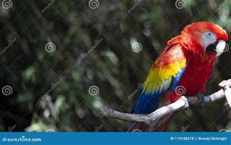 Scarlet Macaw Beauty Of Bird