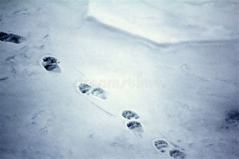 Polar Bear Tracks In The Wet Snow Stock Image Image Of Hunter Polar