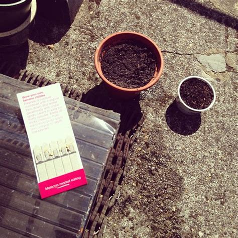 Planting My First Wahaka Chilli Seeds Lets See How They Flickr