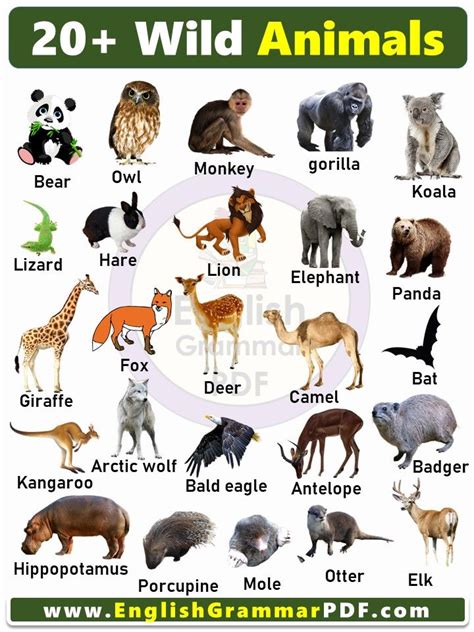 An Animal Chart With All The Different Types Of Animals And Their Names