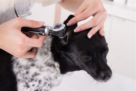 7 Reasons Why Your Dog Might Be Shaking Dr Marty Pets