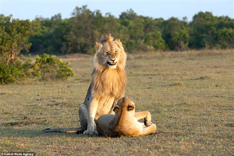Funny Pictures Of Lion Looking Proud And Passionate As He