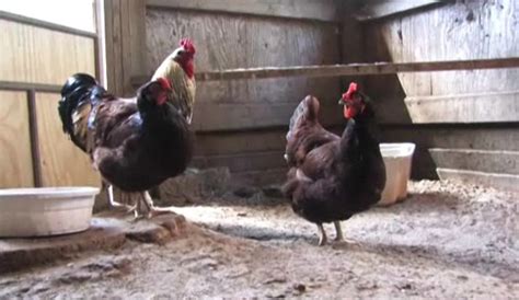 Let their delicate tendrils hold the vines in place and harvest the peas when they are ready. How to Raise Egg-Laying Chickens - Howcast