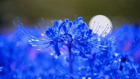 Are Blue Spider Lilies Real Legends And Meanings