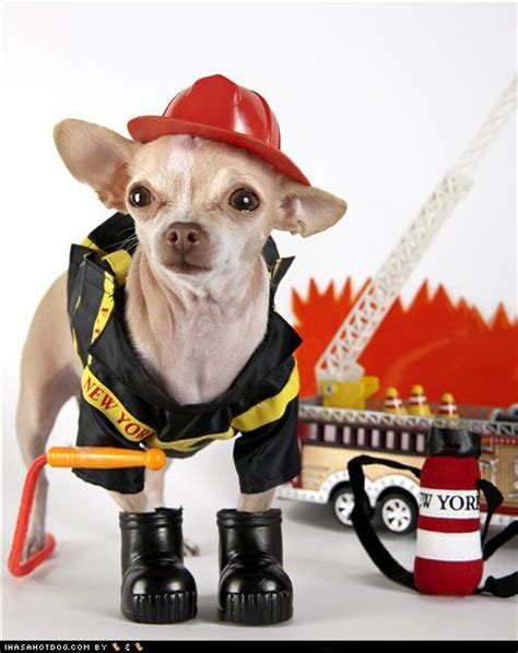 I Has A Hotdog Fireman Funny Dog Pictures Dog Memes