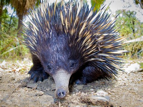 The Echidna — spikes and spurs | Echidna, Australian animals, Spiny ...