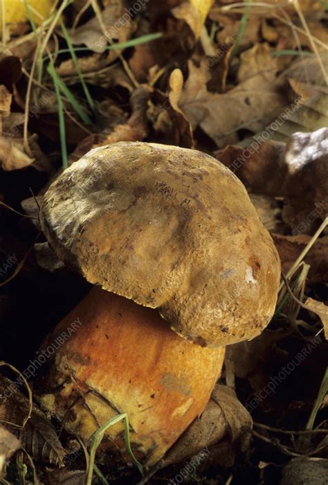 Boletus Erythropus Mushroom Stock Image B2501126 Science Photo