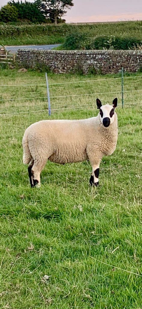 Sheep For Sale Kerry Hill Sheep Society