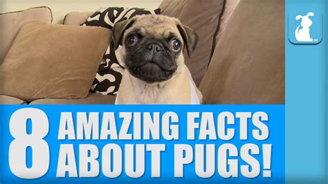 8 Amazing Facts About Pugs Youtube