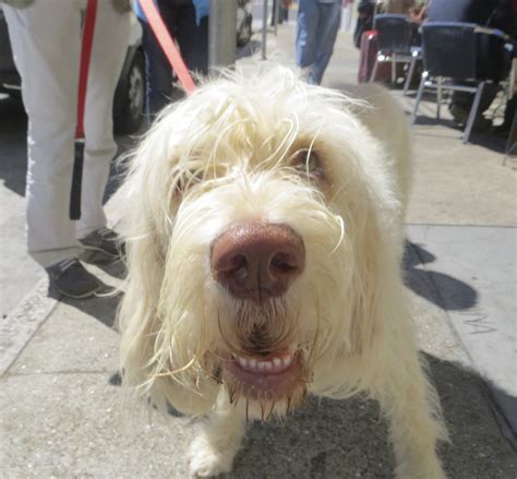 Thats Spinone The Dogs Of San Francisco
