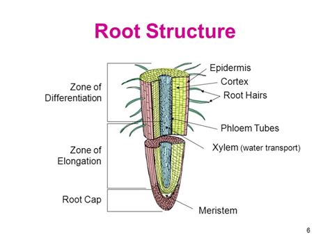 Plant Root Anatomy