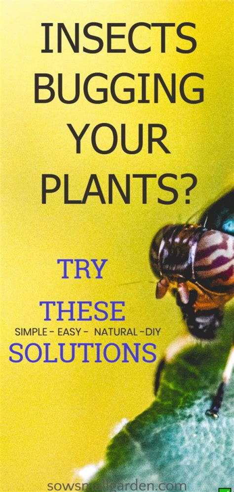 We did not find results for: How to Keep Bugs from Eating Plants • Sow Small Garden