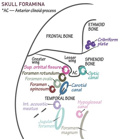 Gross Anatomy Glossary Skull Foramina And Cranial Fossa Draw It To Know It