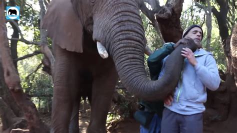 African Elephant Roar Elephant Sanctuaries South Africa Youtube