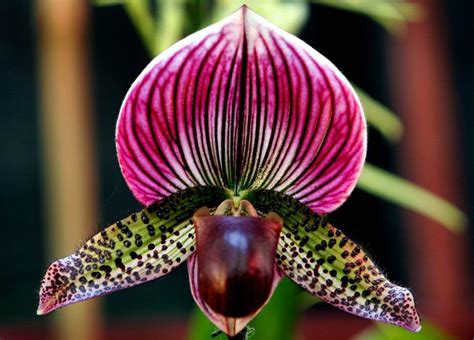 Largest Orchid In The World Beautiful Orchids Strange Flowers Unusual
