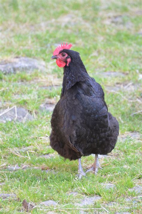 Free Images : bird, farm, prairie, animal, beak, brown, fowl, fauna