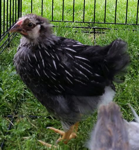 Sexing Silver Laced Wyandotte Backyard Chickens Learn How To Raise