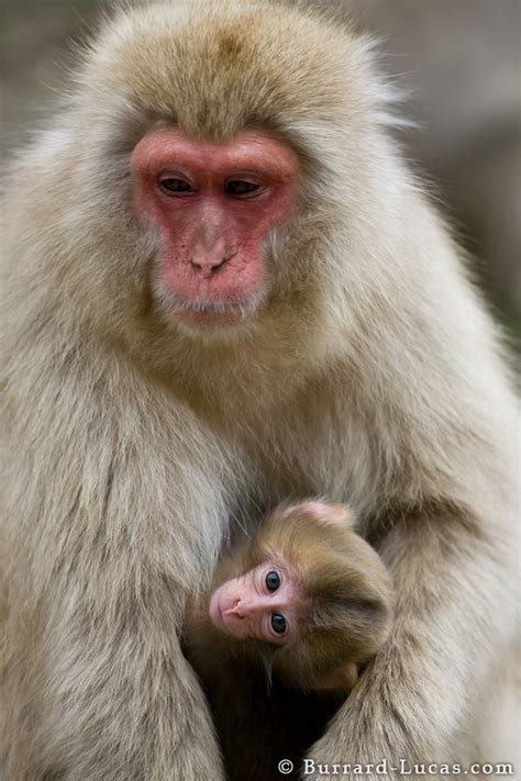 Baby Japanese Macaque Burrard Lucas Photography