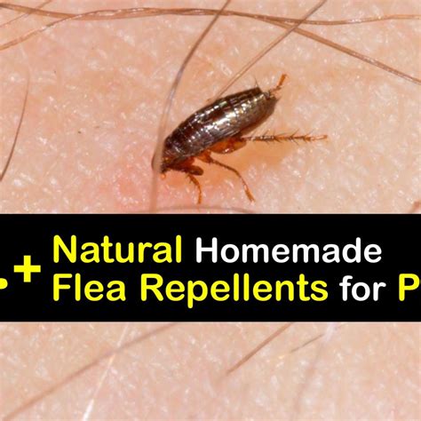 Can Dog Fleas Live On Humans