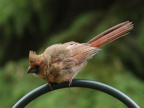 Indiana State Bird Northern Cardinal Winter Redbird