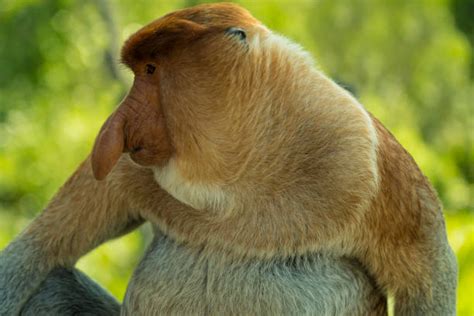 Male Proboscis Monkey In Sabah Borneo Malaysia Stock Photos Pictures