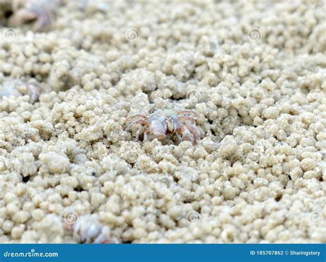 Tiny Ghost Crabs Digging Holes In The Sand Stock Photo Image Of Alive Beach