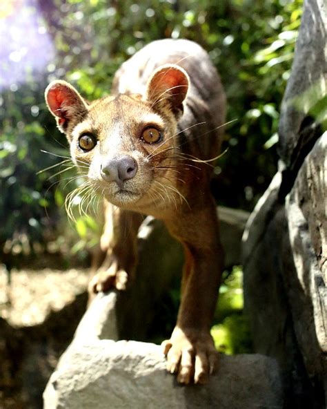 Fossa Photograph By Selena Chambers Fine Art America