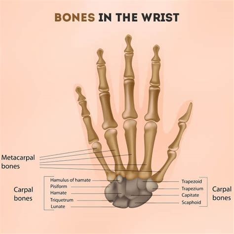 Bones In The Wrist Of A Human Being Structure With Labeled Diagram