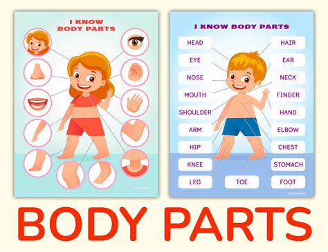 Body And Face Parts Printable Learning Pack For Toddler Etsy Ireland