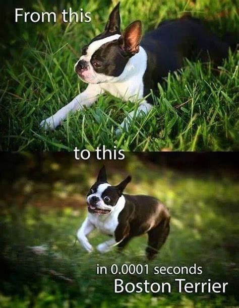 14 Extremely Funny Boston Terrier Memes Petpress Boston Terrier