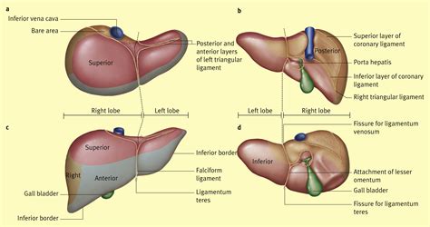 Anatomy Of The Liver Surgery Oxford International Edition