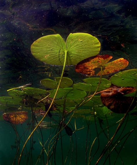 A Macro Underwater View Of A Large Cluster Of Lily Pads Rising To The