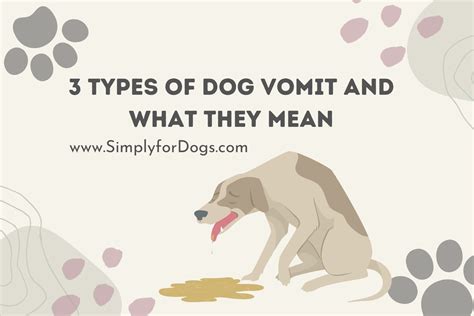 3 Types Of Dog Vomit And What They Mean Treatment Tips Simply For Dogs