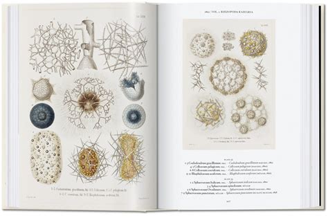 The Art And Science Of Ernst Haeckel 40th Ed Thames And Hudson