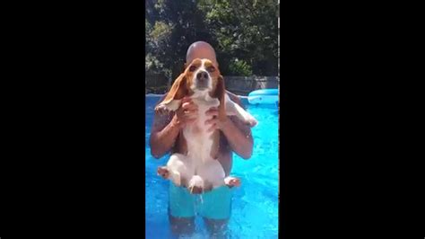 Swimming Bassett Hound Youtube
