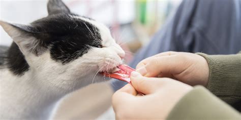 大手食品メーカー社長と会長の“犬猫ネグレクト疑惑” 事実なら「動物愛護法違反」か？ 弁護士jpニュース