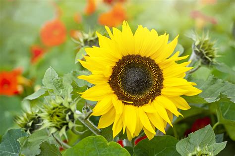 How To Grow Gorgeous Sunflowers Plant Care Tips