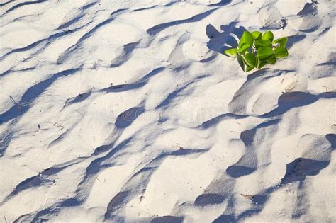 Plant With Green Leaves On The White Sandy Beach Stock Photo Image