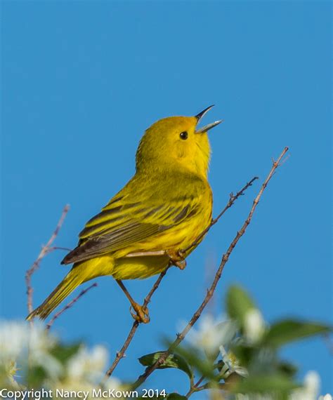 Photographing The Yellow Warbler And Thoughts On Bird