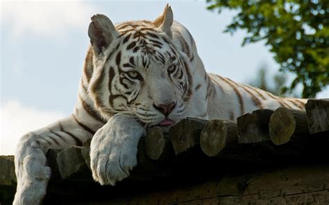 49 White Tiger Wallpapers Screensavers Wallpapersafari