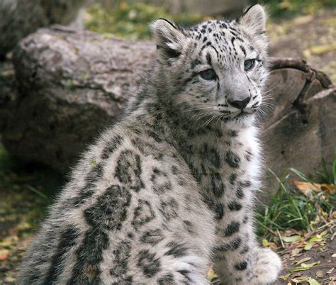 Hello Beautiful 1 One Of The Snow Leopard Cubs At The Buff