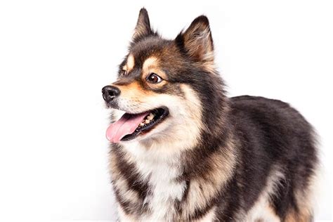 Finnish Lapphund Temperament Lifespan Shedding Puppy