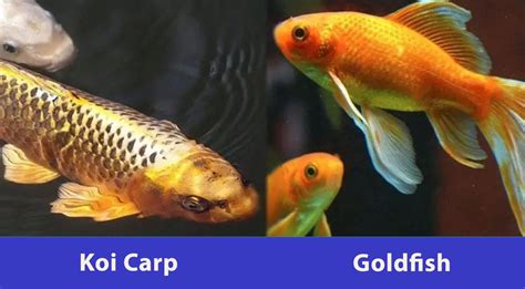 Koi Vs Goldfish Differences Identification And Photos Hepper