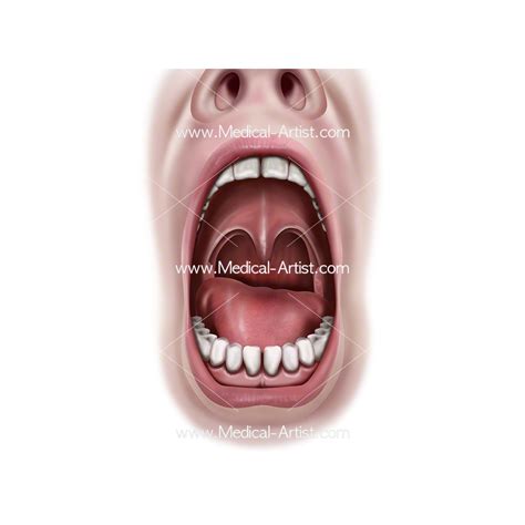 Entirely lined with mucous membranes, the mouth's moist environment facilitates. Throat and Mouth Anatomy Images | Human Anatomy