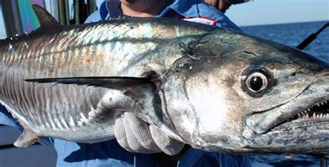 Ifrozen indo pacific king mackerel. King Mackerel - Game Fishing Rocks