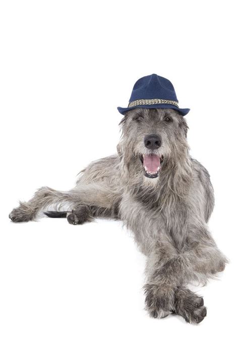 Irish Wolfhound Stock Image Image Of Loyal Animal Friendship 34603117