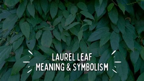 Laurel Leaf Symbolism Top 7 Meanings Give Me History