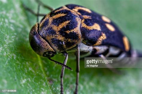 Carpet Beetles Photos And Premium High Res Pictures Getty Images